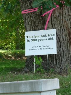 Wall Street Bur Oak