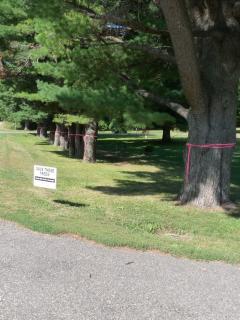 Oak Lawn Trees