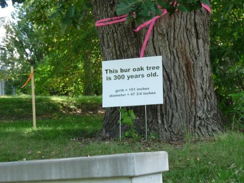 Wall Street Bur Oak